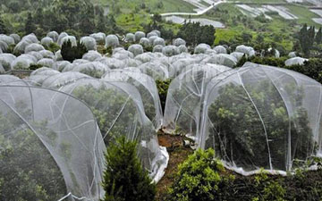 厂家耐氧化的丝网耐用的丝网全新料的脐橙网批发&nbsp;&nbsp;果树网&nbsp;&nbsp;结实纱网