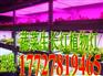 室内植物补光灯