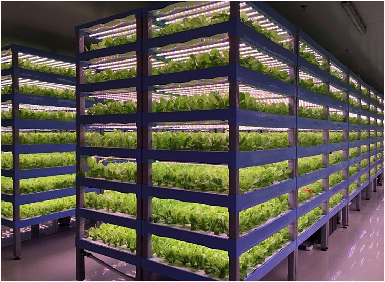 山东LED全光谱植物灯 山东全光谱植物灯