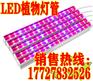 山东LED植物育苗补光灯