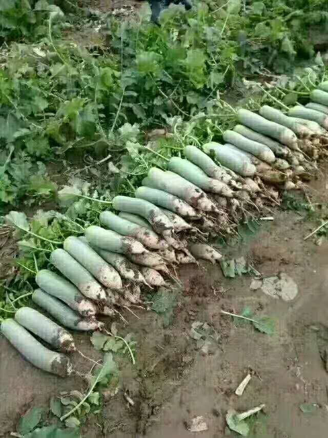 潍县萝卜种植基地  潍县萝卜产地  正宗潍县萝卜