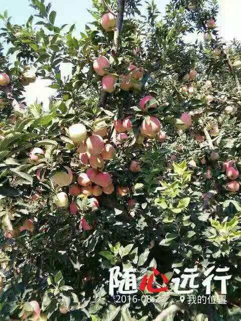 山东潍坊纸袋红星苹果产地批发  纸袋红星苹果种植基地