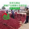干朝天椒批发：辣椒定植移栽选苗关键－匡老五辣业