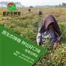 5种常用干朝天椒批发品种 －匡老五辣业