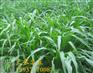 墨西哥玉米草种子 牧草种子 可饲喂猪牛羊猪鹅鱼等