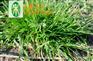 绿化草种 高羊茅/天堂草/狗牙根等草种 绿期长 四季