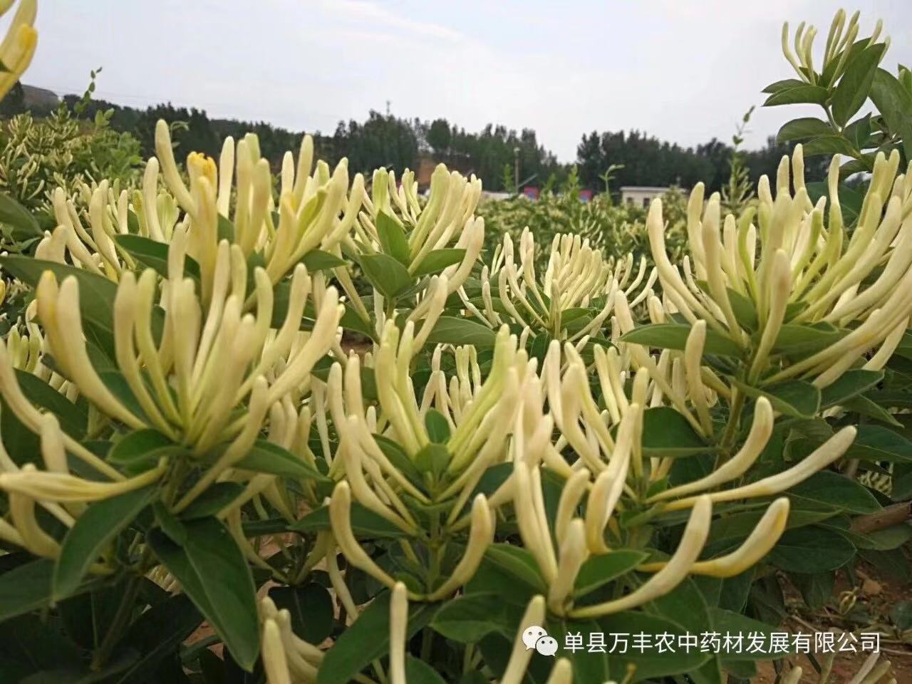 万丰农金银花  山东金银花