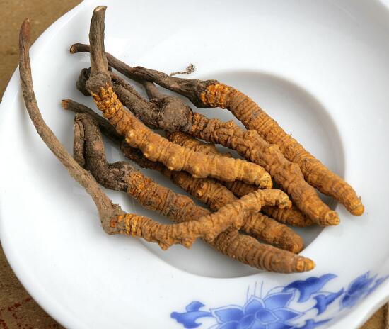 海珠回收断条冬虫夏草-近期虫草回收市场行情价格  海珠回收冬虫夏草  海珠哪里回收虫草  海珠上门回收虫草