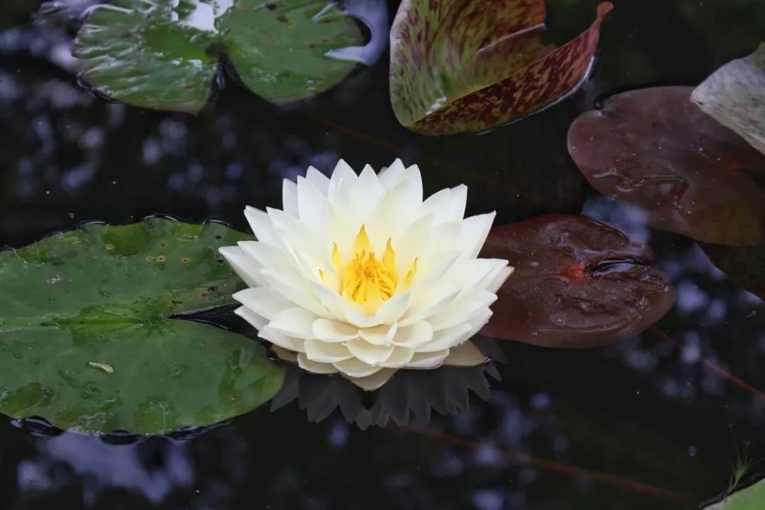 在合肥初学古琴的你需要了解的一些事情  古琴批发  古琴零售  复雅古琴社