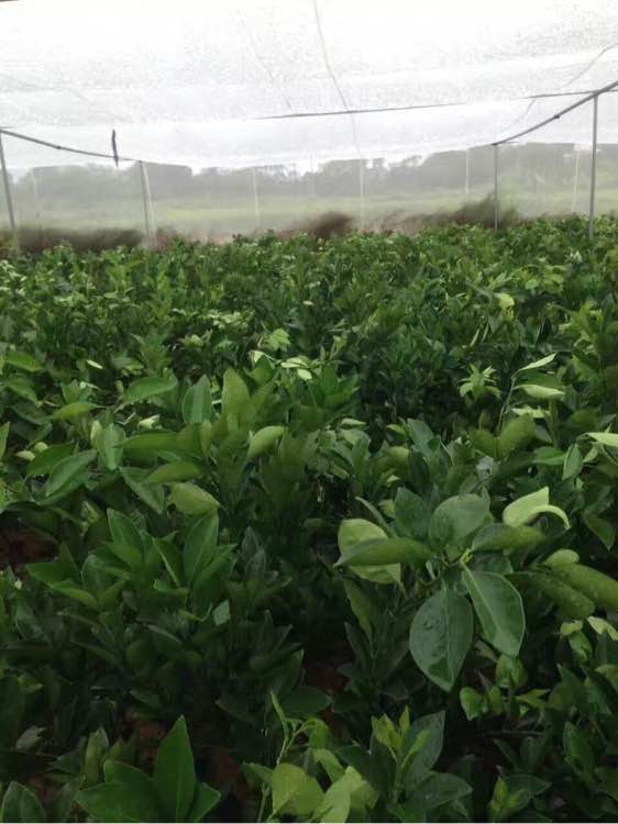 全新料的加宽的新料的果树网耐氧化的丝网加宽纱网&nbsp;&nbsp;脐橙网