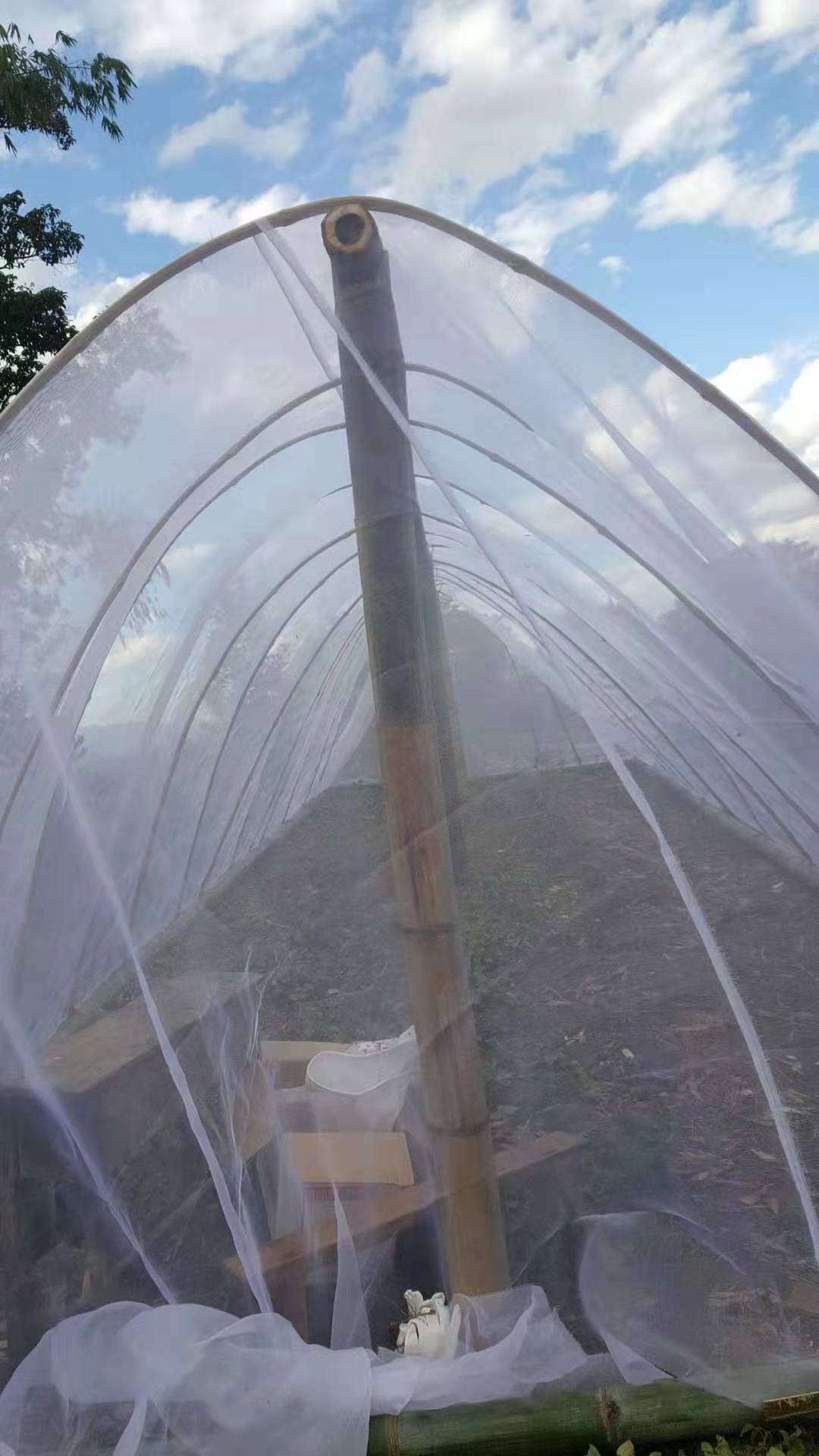 厂家直销的蚂蚱网耐氧化的纱网养殖通风透气的纱网&nbsp;&nbsp;蝗虫网&nbsp;&nbsp;养殖网