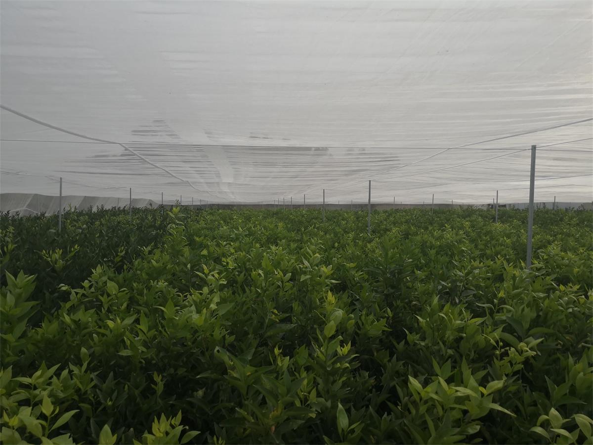 湖南锦蜜冰糖橙苗基地_地径0.8锦蜜甜橙苗  锦蜜苗