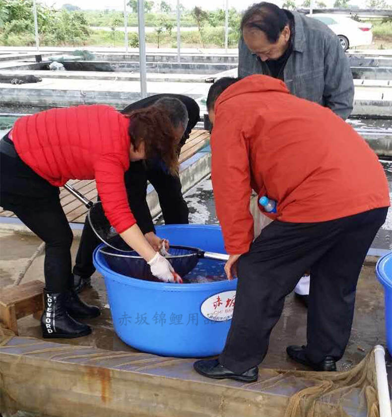 赤坂鱼池圆盆 耐用锦鲤盆批发