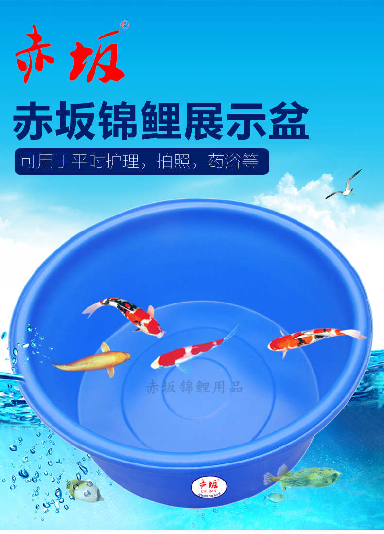 赤坂鱼池圆盆 拍照展示盆