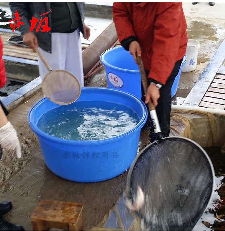 拍照药浴塑胶盆 耐用锦鲤盆