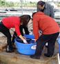 赤坂鱼池圆盆 耐用锦鲤盆批发