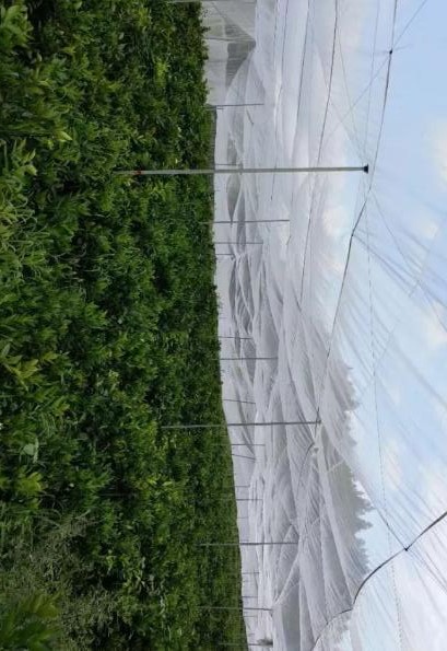 结实的耐氧化的纱网脐橙网耐用的纱网直销的厂家老厂家&nbsp;&nbsp;果树网&nbsp;&nbsp;丝网