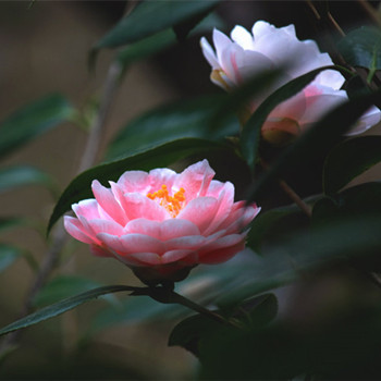 八字合婚排盘如何解读？  风水  算命