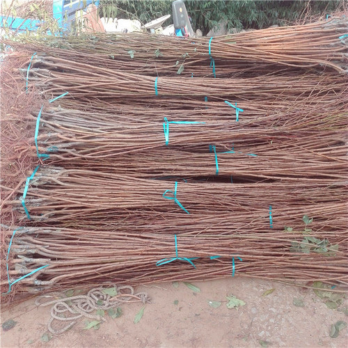 李子小苗种植批发基地