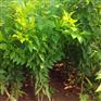山东脆红李子苗种植基地