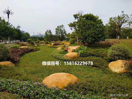 黄蜡石绿化点缀石 园林常用黄蜡石 黄蜡石假山1