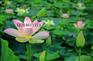 水生花卉市场,水生花卉货源基地,水生植物报价