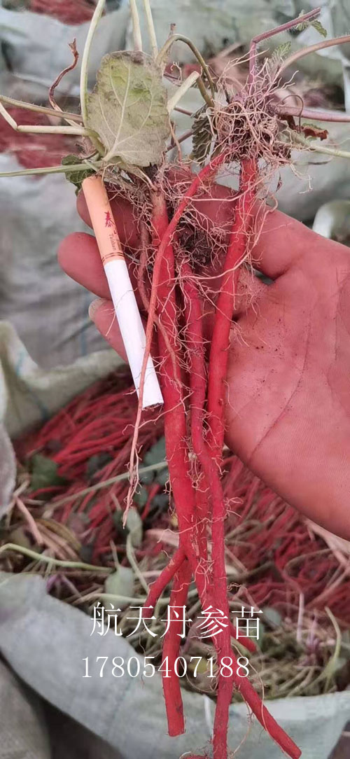 优质丹参苗 丹参苗子 丹参种子
