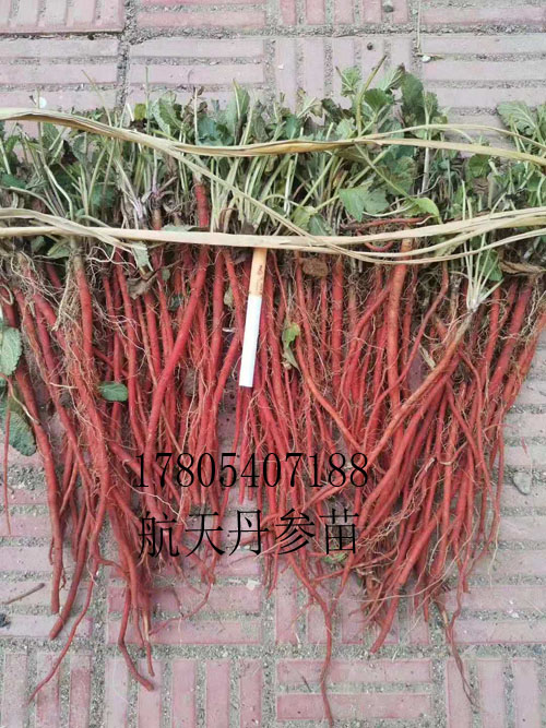 航天丹参苗 航天丹参苗子 航天丹参种子
