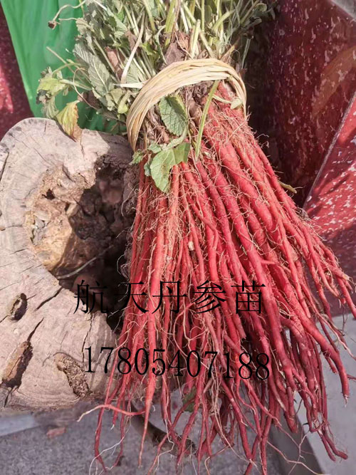 白花丹参苗&nbsp;&nbsp;白花丹参种子