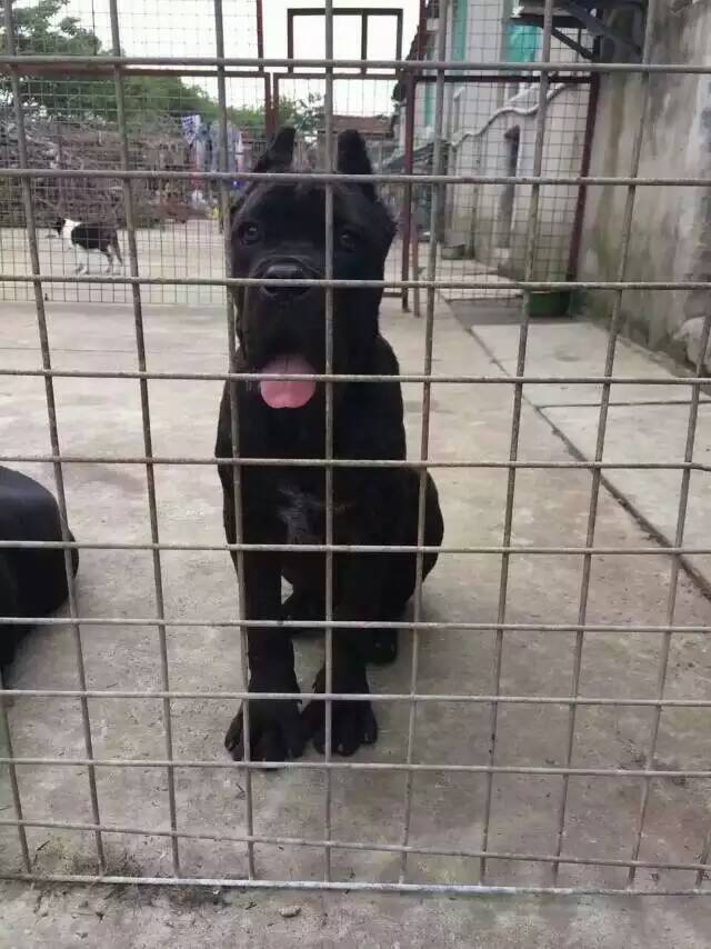 上海卡斯罗哪有卖，大型猛犬，协议保纯包活