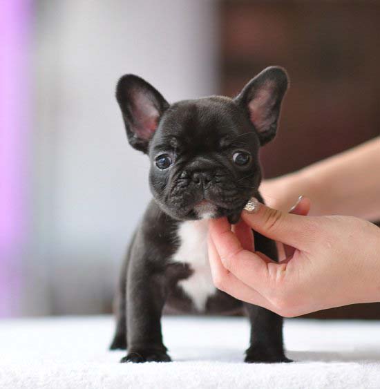 上海斗牛犬哪儿买好，上海哪有狗场，签协议保纯包活