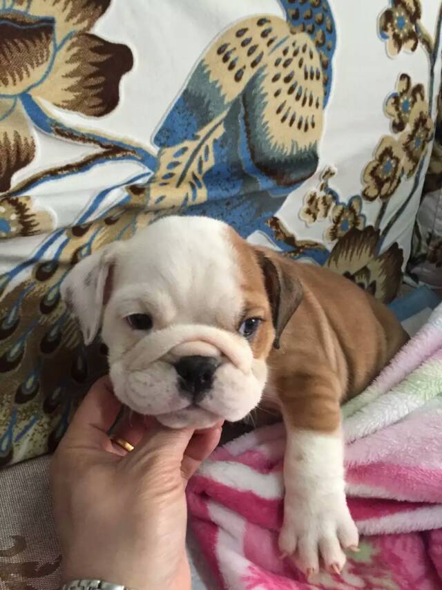 上海斗牛犬哪儿买好，上海哪有狗场，签协议保纯包活