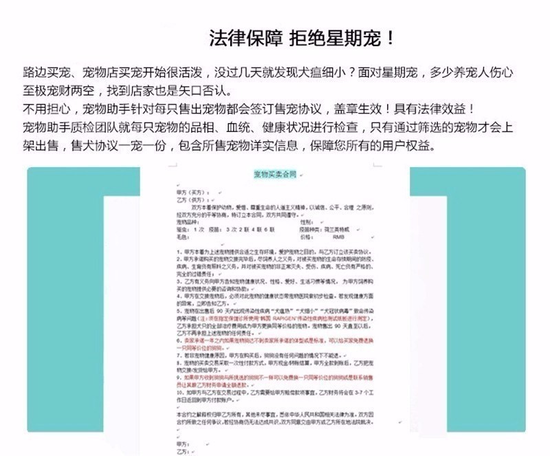 上海比熊哪有卖，精品卷毛纽扣鼻，保纯保质量  宠物狗