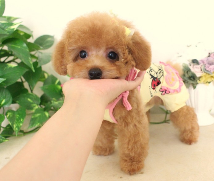 上海泰迪哪儿买，上海正规狗场在哪里，泰迪犬多少钱