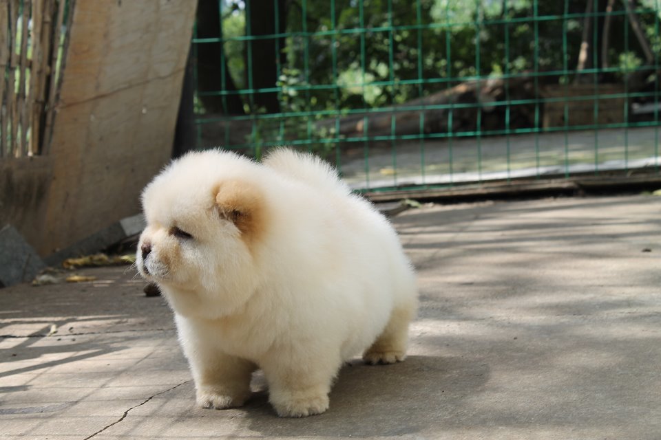 上海松狮哪有卖，上海哪有狗场，松狮多少钱