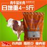 肉牛催肥绝招之饲料的配方怎么搭