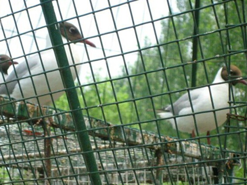 孝感市荷兰网护栏多少钱一米 厂家生产 不拼价格 拼质量