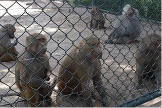 黄冈市浸塑加工勾花网 动物园勾花网