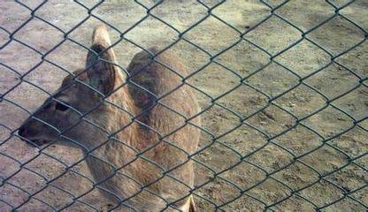 黄冈市浸塑加工勾花网 动物园勾花网