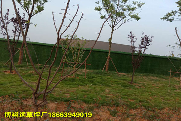 随州厂家联系电话:草皮怎么用