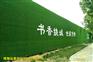 阻燃不褪色假草坪建筑墙面企业（威海）