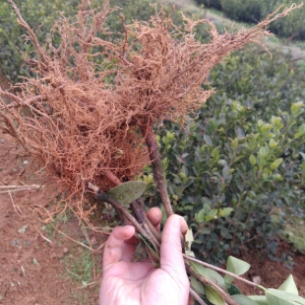 湖北容器油茶杯苗【二年生油茶树苗】白花油茶树苗