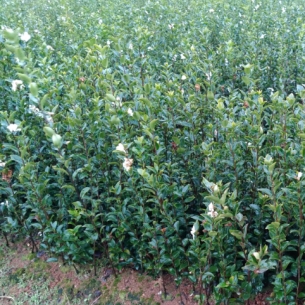 湖北容器油茶杯苗【二年生油茶树苗】白花油茶树苗