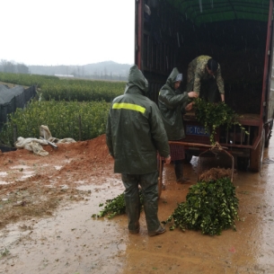 湖北容器油茶杯苗【二年生油茶树苗】白花油茶树苗
