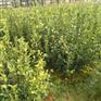 油茶小苗【浙江良种油茶苗】高产嫁接油茶树苗