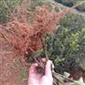 湖北容器油茶杯苗【二年生油茶树苗】白花油茶树苗