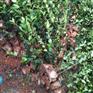 油茶树几月份栽植好【油茶种苗价格】油茶苗价格是多少