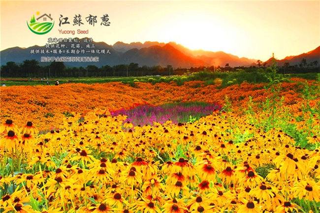 江苏省泰州市四季花海设计公司