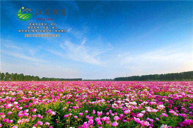 江苏省盐城市春季花海效果