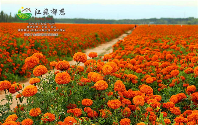 双鸭山市四季花海一体化施工